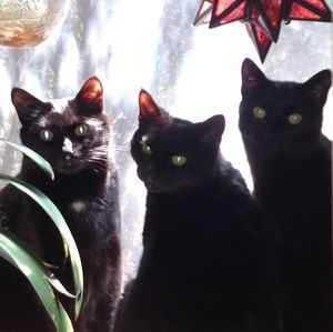 TC Lularoe Magic Cat Spellbook Leggings Halloween